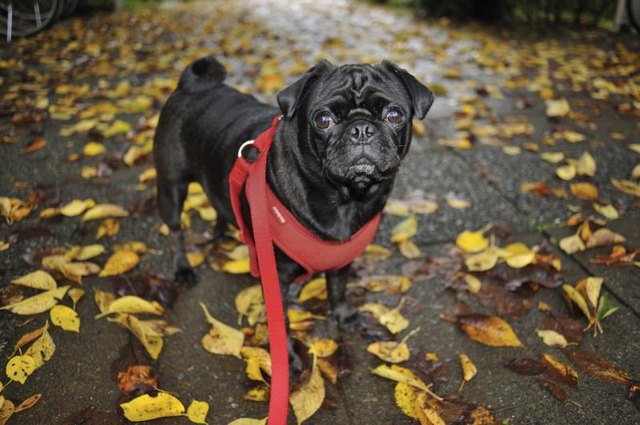 Pug on leash Pug on leash