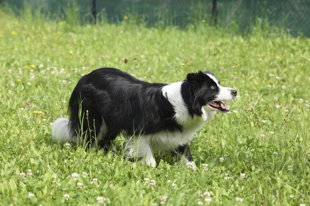 The border collie may be the smartest of all domestic dogs. The border collie may be the smartest of all domestic dogs.