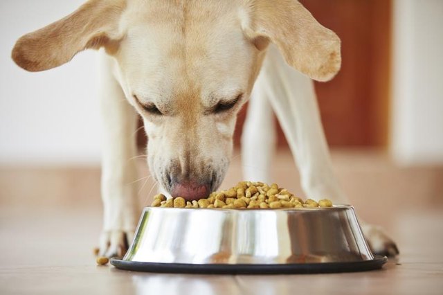 A labrador retriever eating a bowl of dog food. A labrador retriever eating a bowl of dog food.