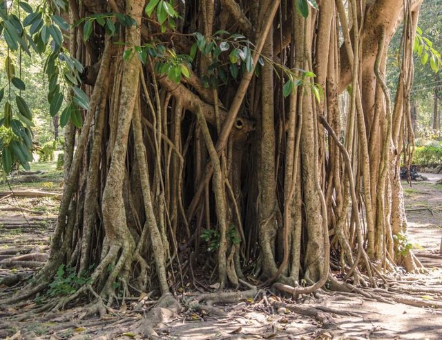 Rubber trees are famous for their multiple trunks. Rubber trees are famous for their multiple trunks.