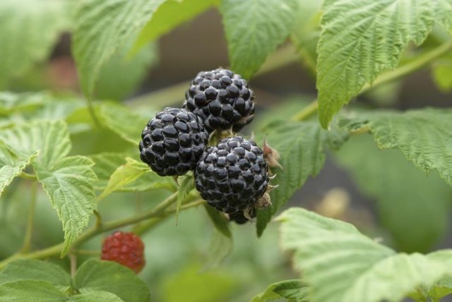 North American blackberries growing on a branch. North American blackberries growing on a branch.