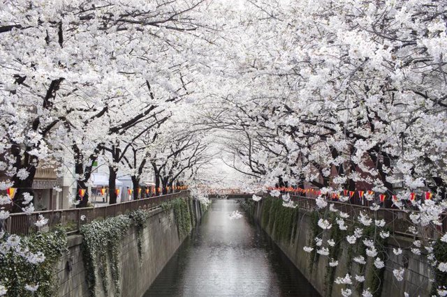 Japanese cherry trees in the spring. Japanese cherry trees in the spring.