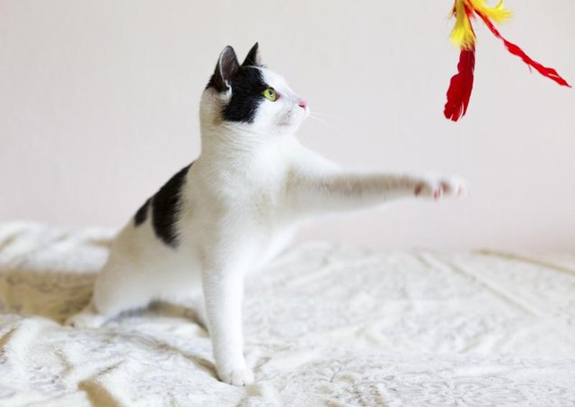 Cats play by stalking and hunting their toys. Cats play by stalking and hunting their toys.