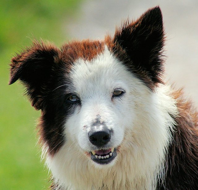 There are several posible causes of smelly, yellow, waxy ear discharge in dogs.