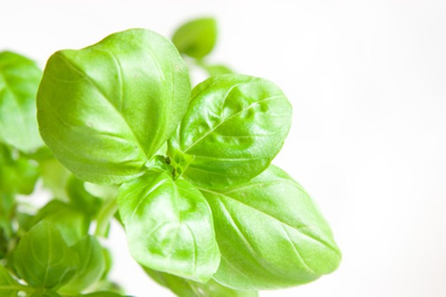 Basil grows best in full sunlight.