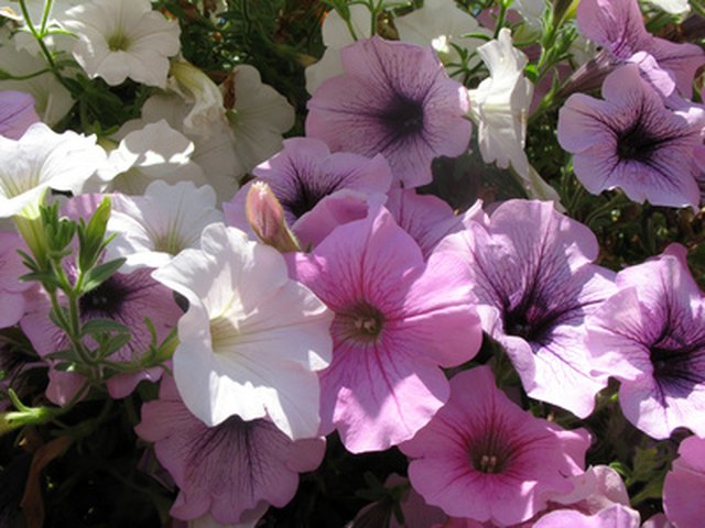 Landscaping around your mobile home can reflect your personality.