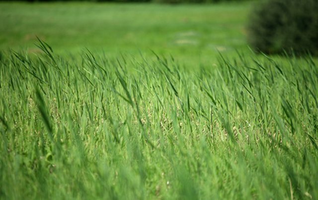 Longer grass is healthier grass.