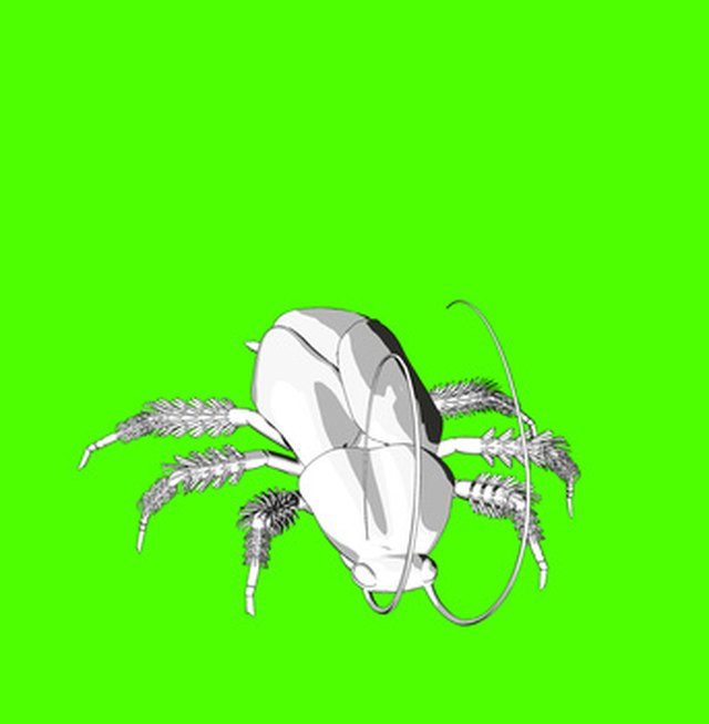 Borax can deter cockroaches.