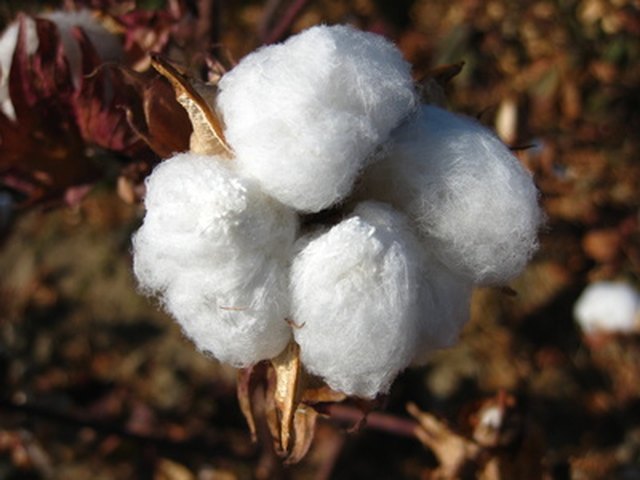 Cotton provides seersucker with the lightweight quality many look for in summer.