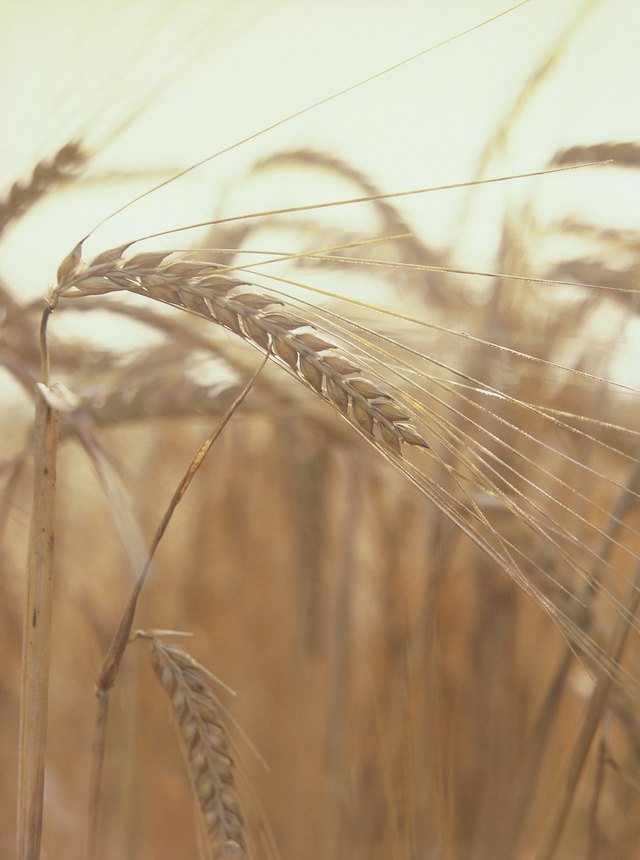 Wheat falls in the grass family.