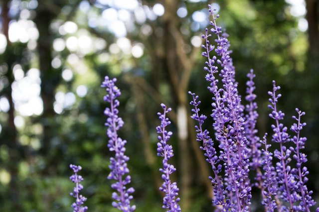 After the striking purple flowers of the turf lily fade, ornamental berries persist through the fall.