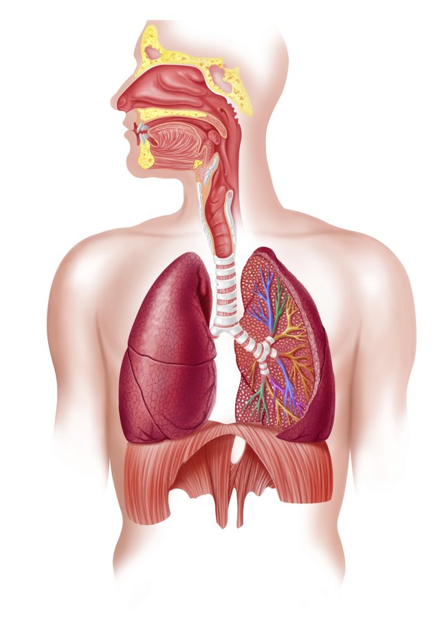 Esophagus