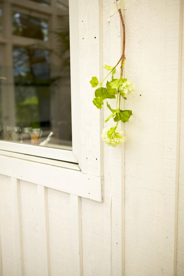 A branch from a nannyberry bush grows down the side of a house.