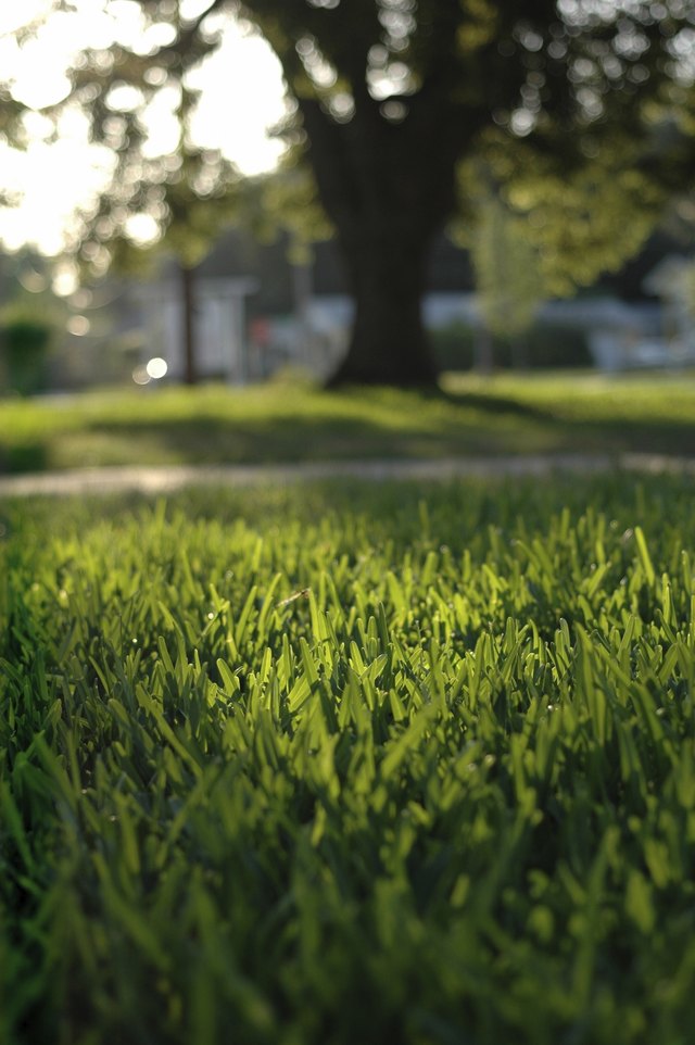 St. Augustine grass growing in a lawn