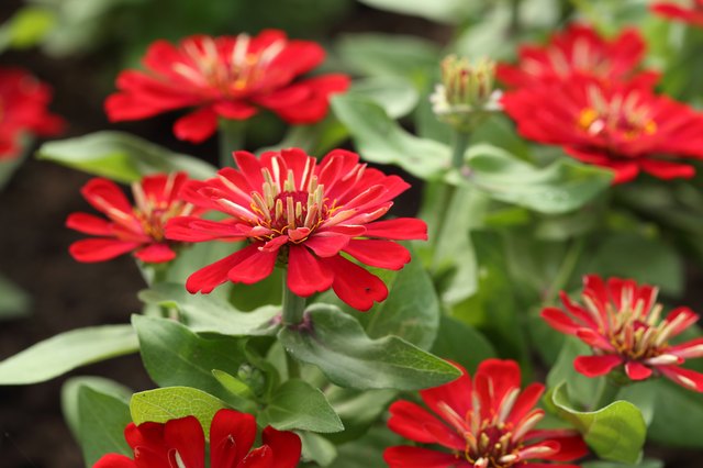 Zinnias are a classic heat-tolerant annual.