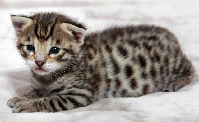 A spotted Savannah kitten on a blanket.