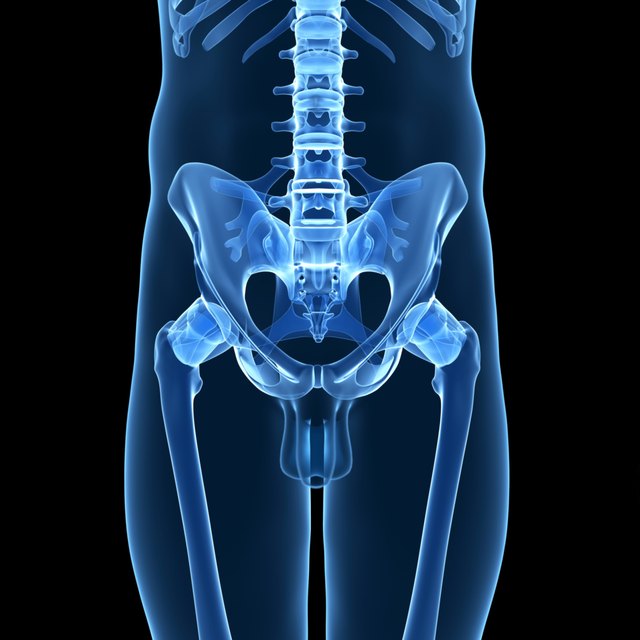 Hip bone