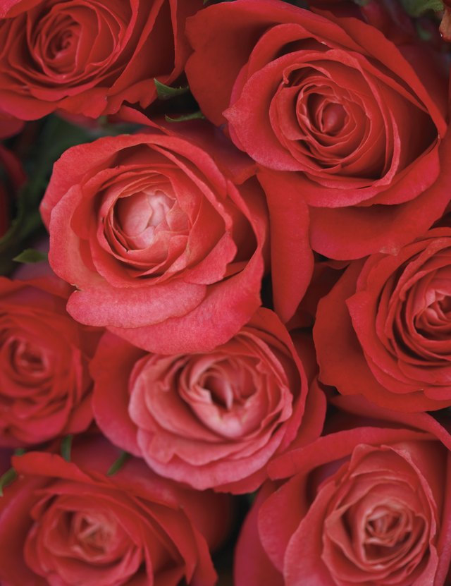 Roses are the flower of passion, while rubies are the gemstones of love.