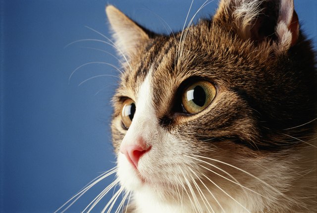 The ammonia in Fluffy's urine can leave some feeling sick.