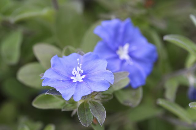 Evolvulus flowers often close at night and on cloudy days.