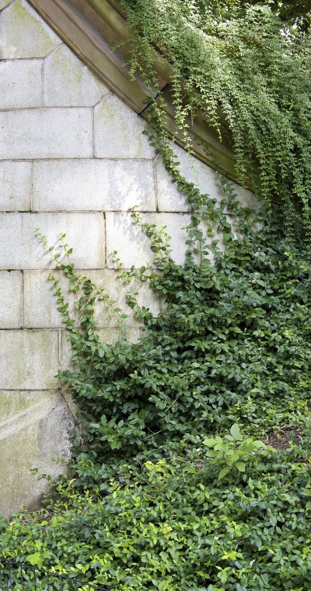 Pachysandra climbs up a concrete wall in the shade.
