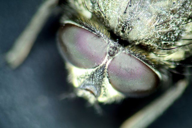 Flies can be an annoyance in your home.