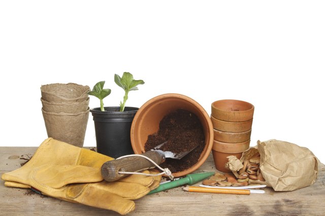 Starting seeds rewards gardeners at all skill levels. Starting seeds rewards gardeners at all skill levels.