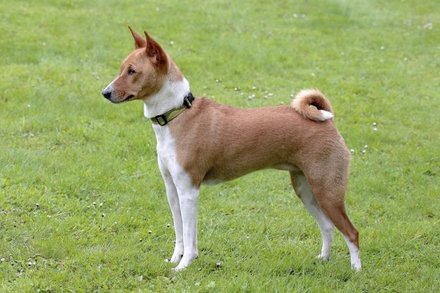 dogs that dont bark much small dogs the dogs that dont bark much breeds picture dogs that dont bark much small dogs the dogs that dont bark much breeds picture