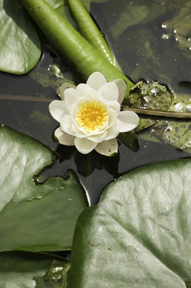 Water lillies are a true lily.