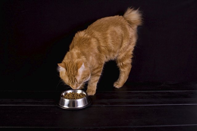 A bobtail cat eating from a dish on wooden stairs.