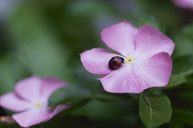 Frost-tender Madagascar periwinkle can be grown as a warm-season annual ground cover.