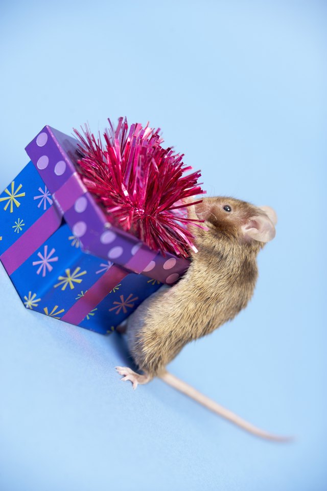 Your home can be a gift for a homeless mouse.