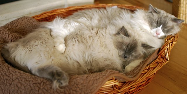 Two ragdoll cats sleeping in a basket.