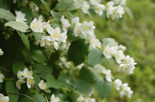 close-up of white flowers blooming on jasmine vines.