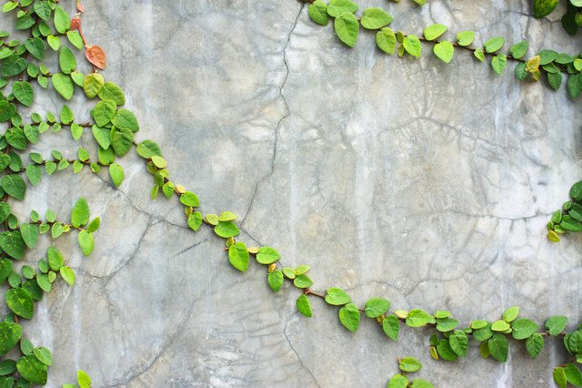 Creeping fig can cling even to masonry or stone.