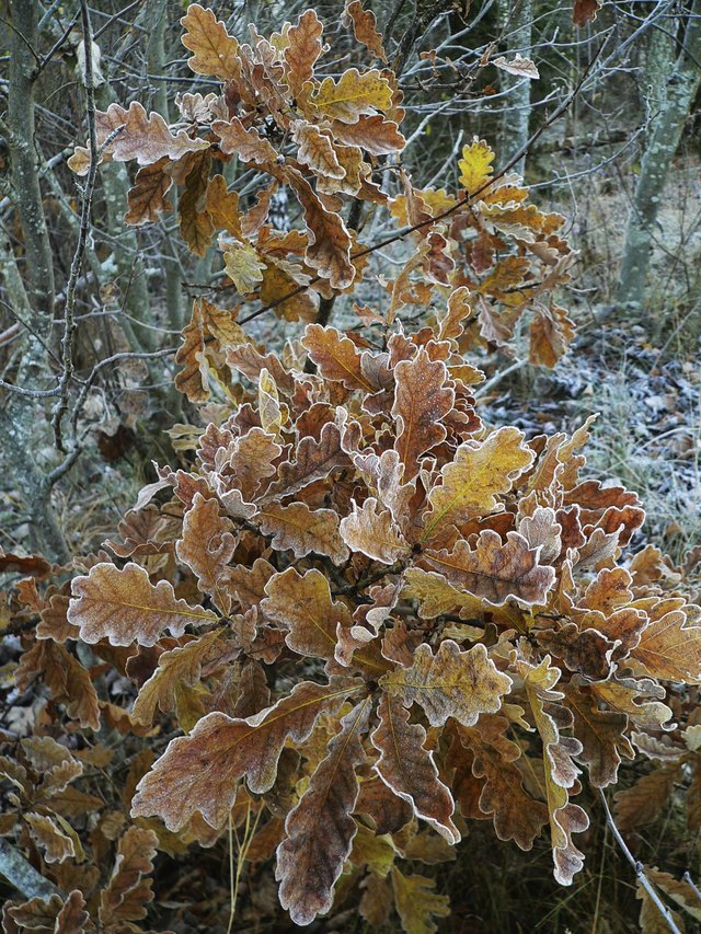 Frost covered oak leaves in the winter woods.
