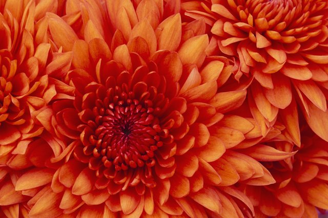 Mums bloom in many different colors.