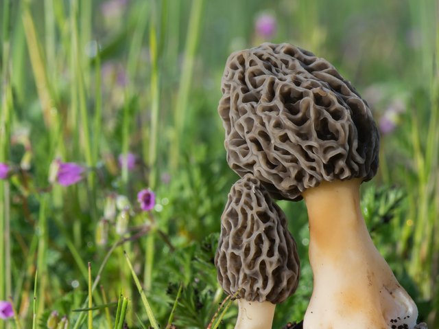 When wildflowers appear, it's close to morel time.