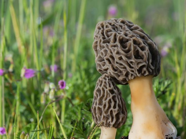 When wildflowers appear, it's close to morel time.