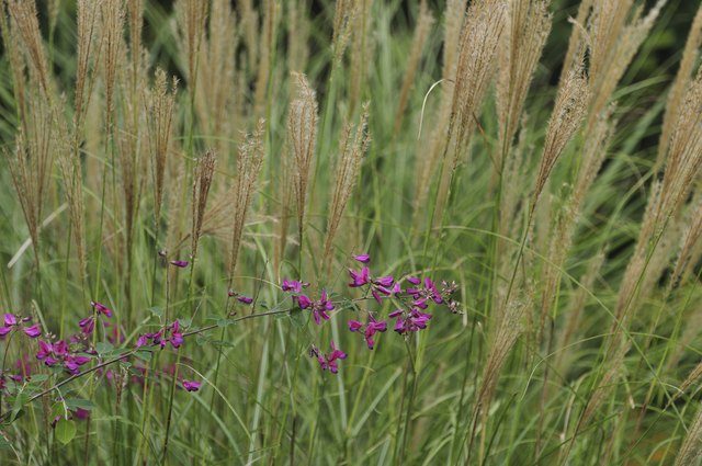 Warm-season grasses must be cut back very early in the growing season.