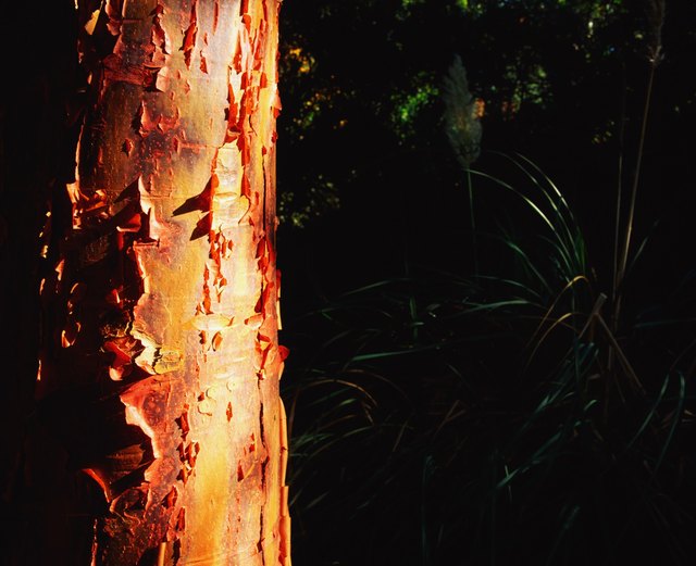 The peeling bark of a paperbark maple provide not only summer interest, but also winter appeal.