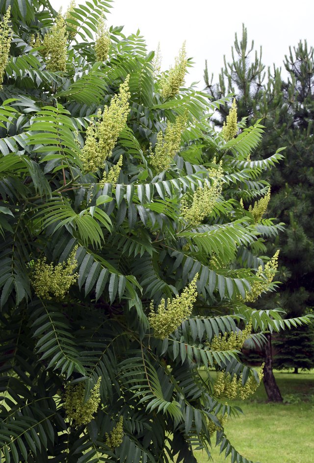 A close-up of compund leaflets on a sumac bush with spring blooms.