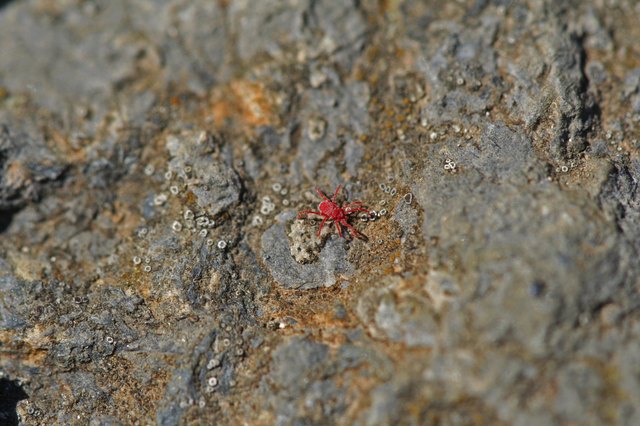 A close-up of a red spider mite on a mossy rock.