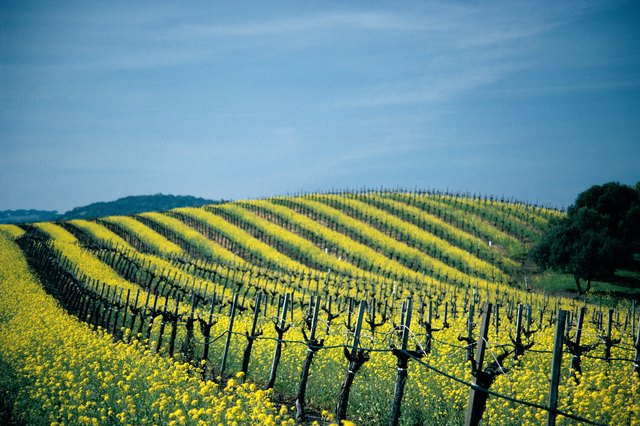 When visiting Napa Valley, visit the local vineyards.
