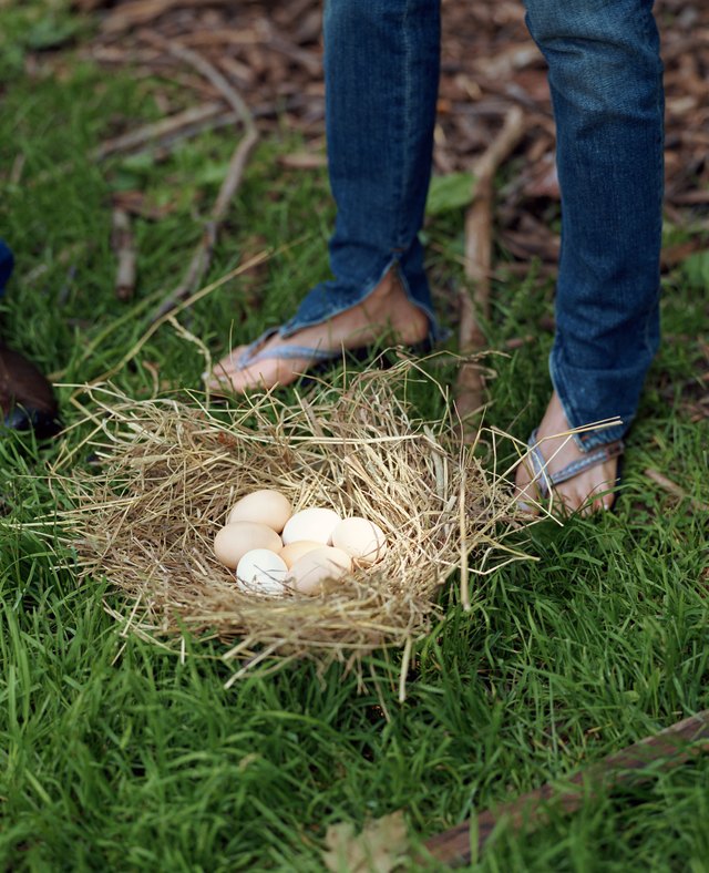 A person stands over a nest of swan eggs.