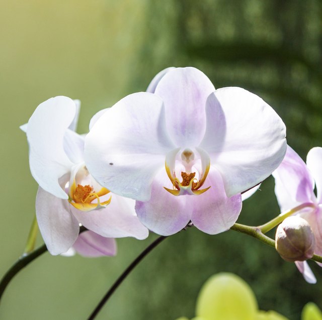 Blooming orchids.