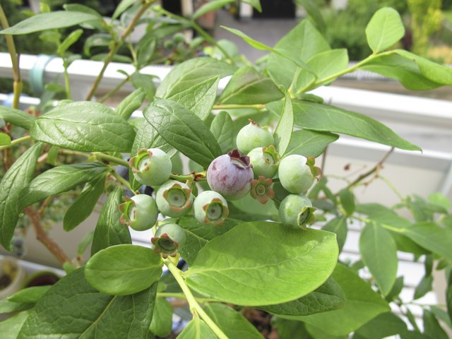 Blueberries bred for containers thrive in balcony spaces.