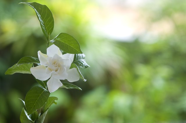 Many gardenia species fill the garden with fragrance.
