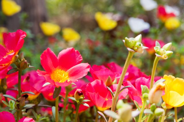 Moss rose flowers rise above the leaves.