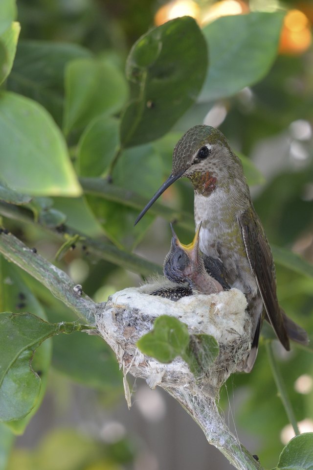 The mother provides food for her young.
